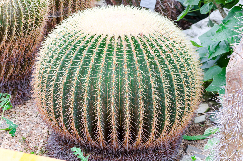 garden design hedge trimming