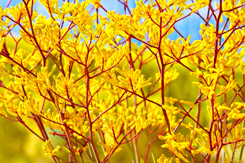 garden design hedge trimming