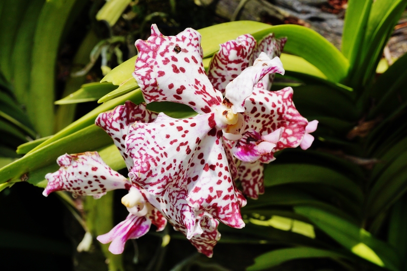 garden design irrigation system