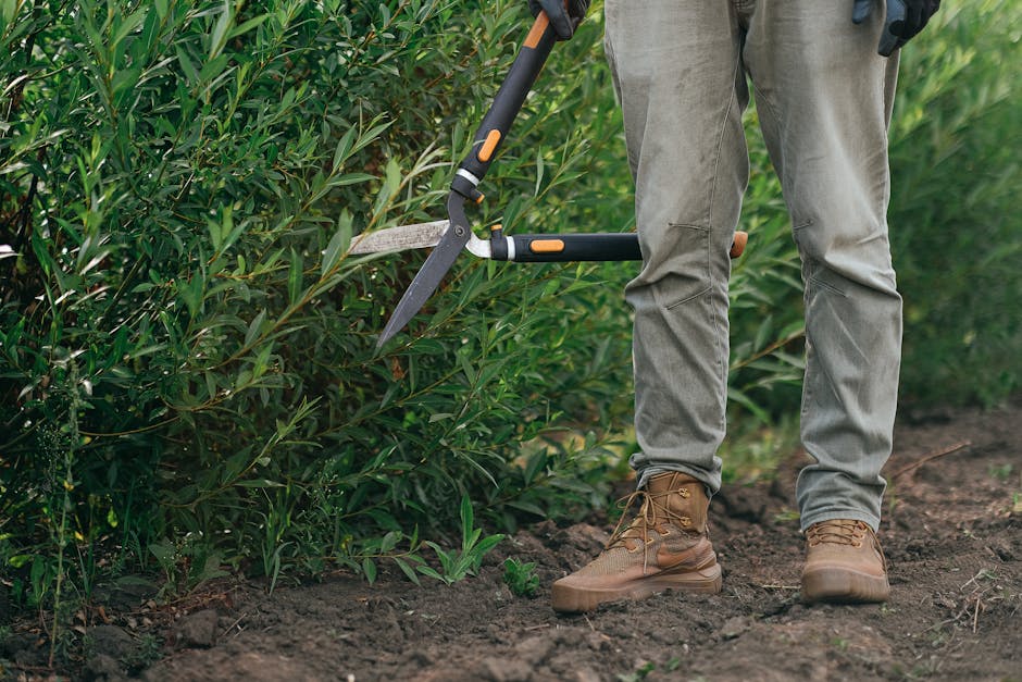 A gardener using hedge shears to trim the dense shrubbery along a garden border. The gardener is standing on bare, dark soil wearing tan work boots, light gray pants, and gloves, with the hedge shears open and positioned at the top of the hedge. The garden features lush green foliage, with the hedge having narrow, elongated leaves. The background includes a well-maintained lawn and a neat garden bed with a paved pathway visible near the gardener’s feet, indicating regular lawn care and garden maintenance. The scene is illuminated by natural daylight, emphasizing the textures of the plants, soil, and gardening tools. Gardeners Colliers Wood provides expert gardening services to support outdoor care and landscaping work.