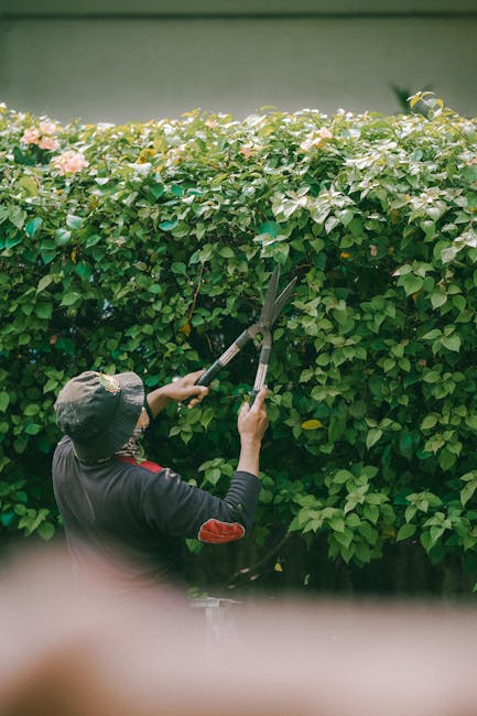 A gardener wearing a wide-brimmed hat and dark clothing is trimming a lush, green hedge with long-handled hedge shears in a well-maintained garden. The hedge displays dense foliage with small, glossy leaves and delicate light pink flowers scattered throughout. The garden features a neatly cut lawn with short, even grass, bordered by the trimmed hedge, and a pathway or flower bed along the edge. The background includes a plain, light-colored wall, providing a clean backdrop for the outdoor maintenance activity. The scene is illuminated by natural daylight, highlighting the vibrant greenery and meticulous gardening work done by Gardeners Colliers Wood, focusing on garden maintenance and hedge trimming.