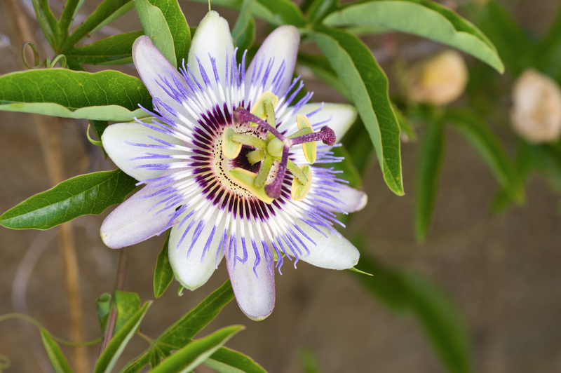 Garden plants