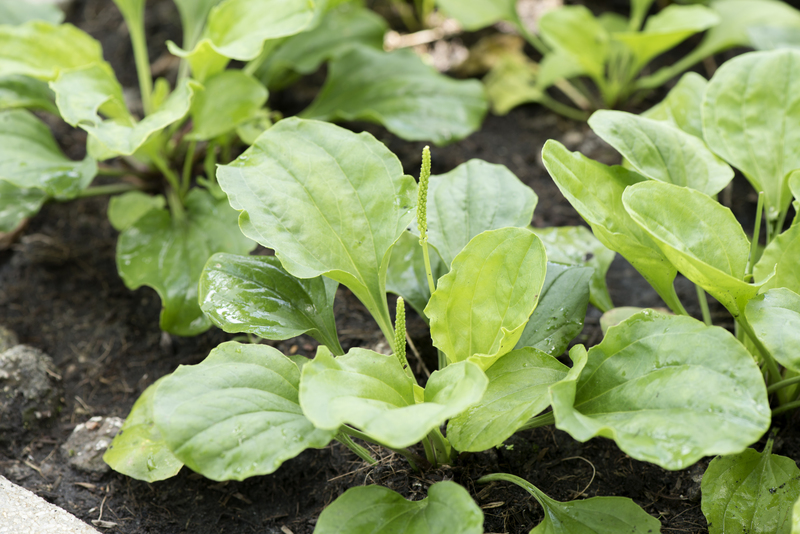 lawn care garden