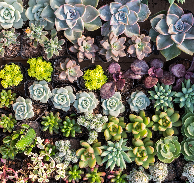 garden design Garden